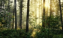 Nature – a big factor in risk management, report says