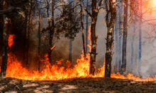 LA wildfires losses could top US$30bn for insurance industry