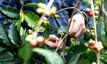 Willis delivers first parametric insurance payout to Vietnam coffee farmers